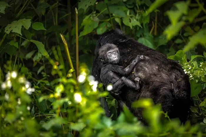 Bwindi
