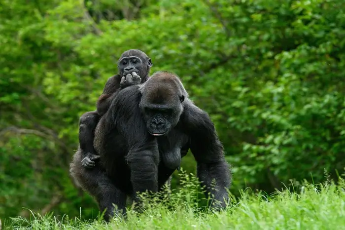 GORILLA TREK DA
