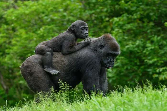GORILLA TREKKING