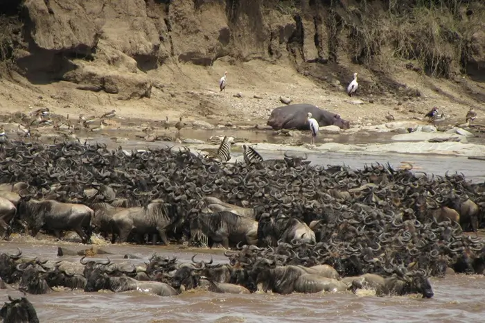 GREAT MIGRATION DA