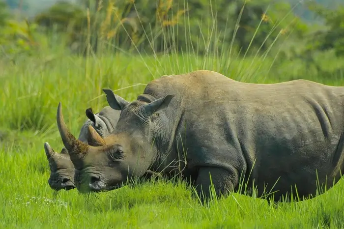 HIGHLIGHTS OF UGANDA