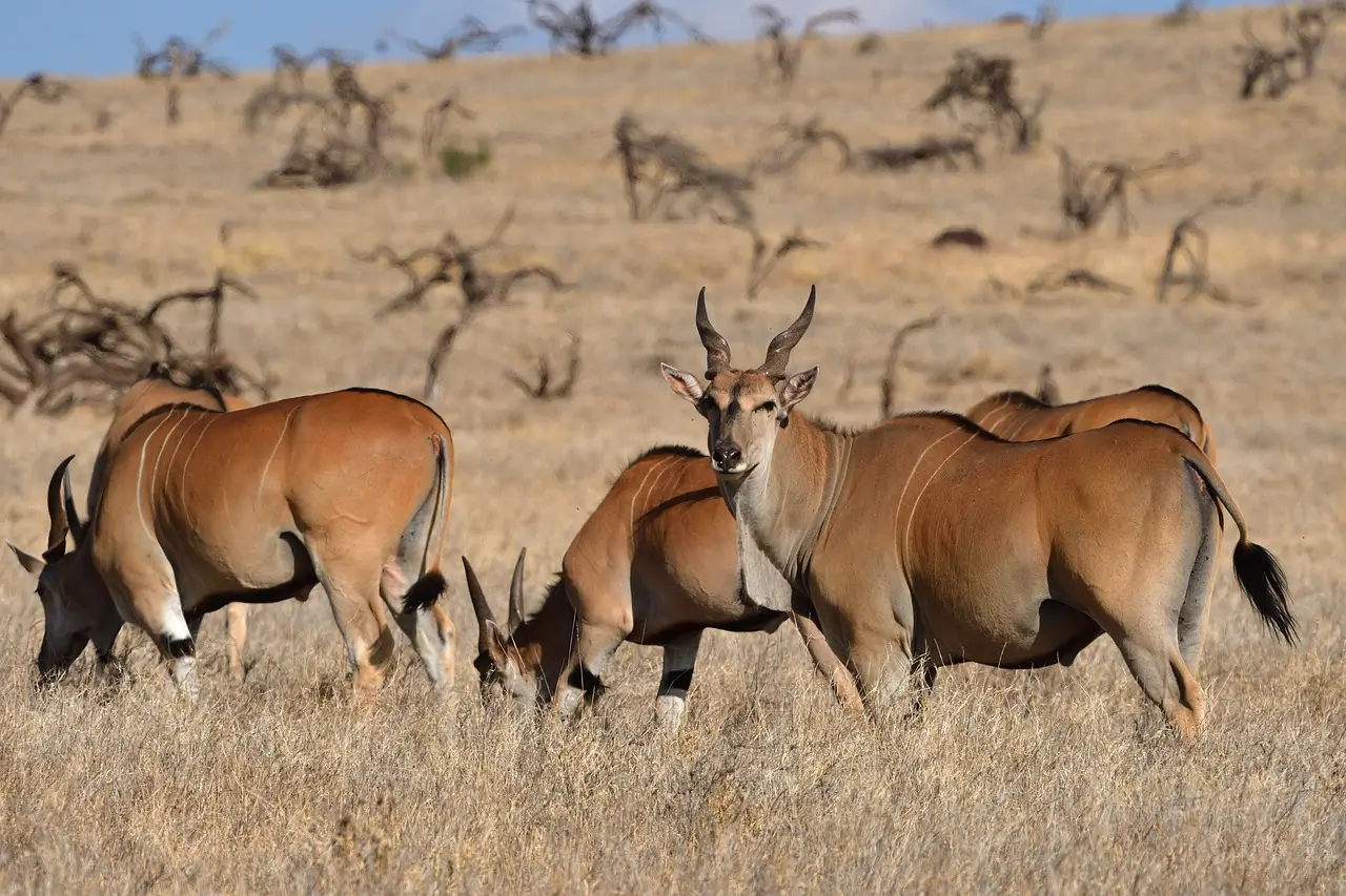 Highlights of Kenya