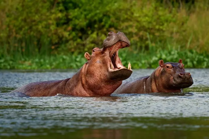 Murchison Falls,HIPPO