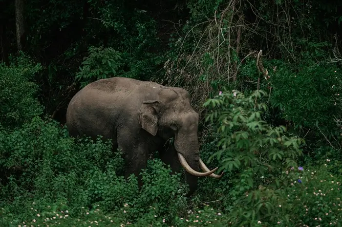 NATIONAL PARKS UGANDA