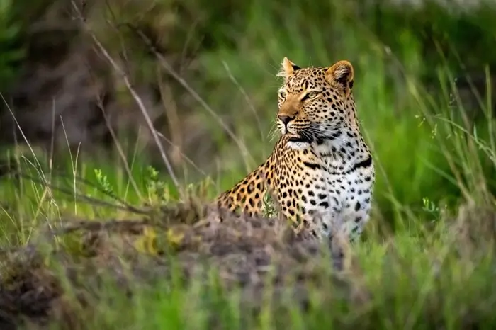 Queen Elizabeth National Park