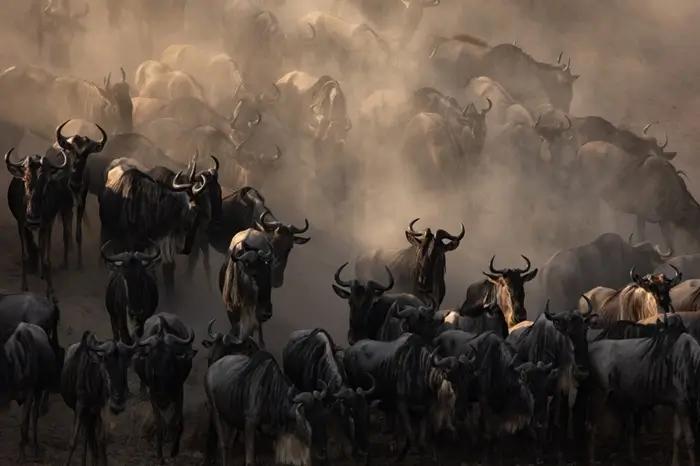 wildebeest migration safari kenya