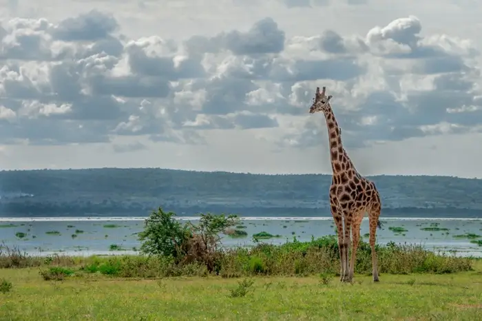 12 Days Uganda Safari Off the Beaten Track