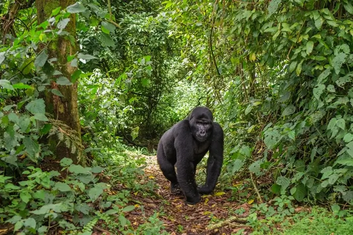 14 Days Uganda Savannah primates trekking and Nile adventures