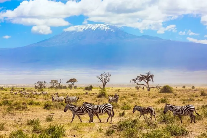 zebra