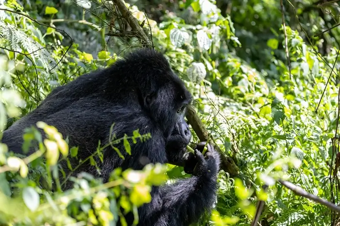 Kibale National Park