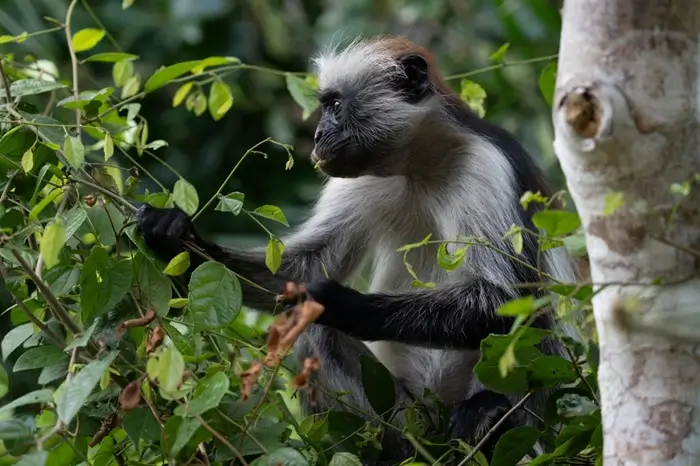 7 Days Uganda The Perfect Family Safari