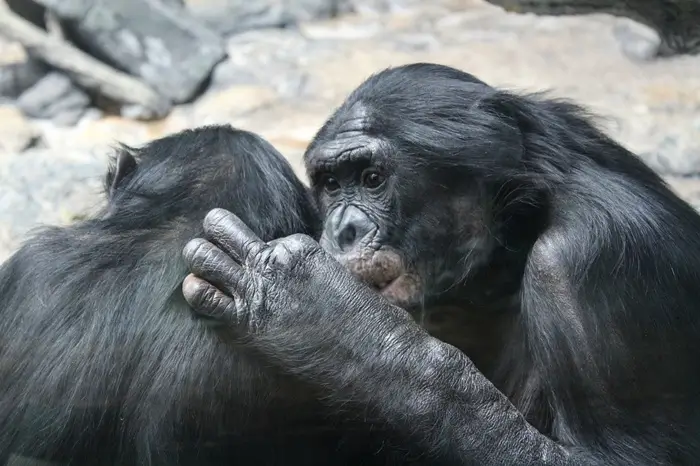 Chimpanzee Trekking in Kibale National Park