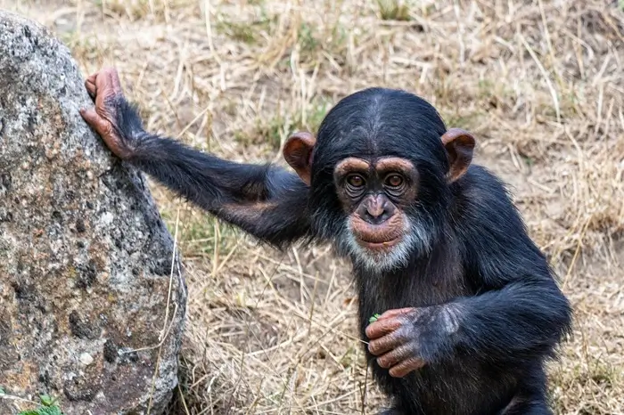 Chimpanzee trekking