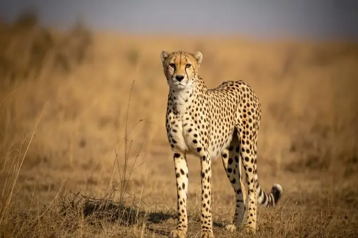 CHEETAH