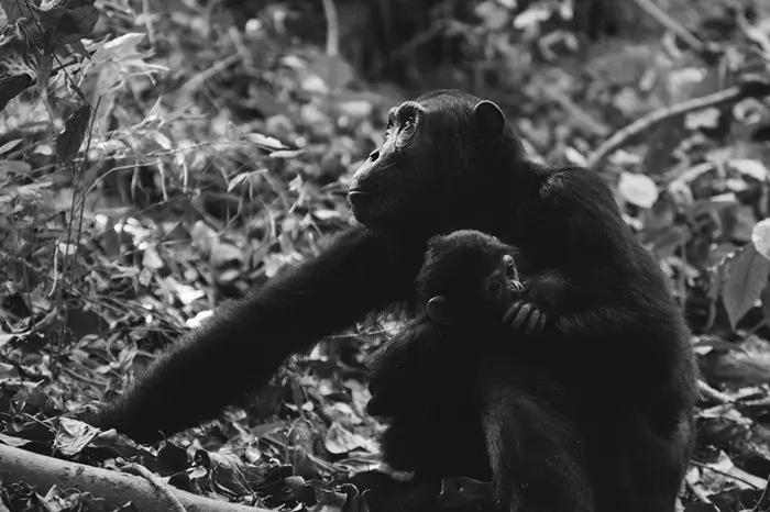 Queen Elizabeth National Park