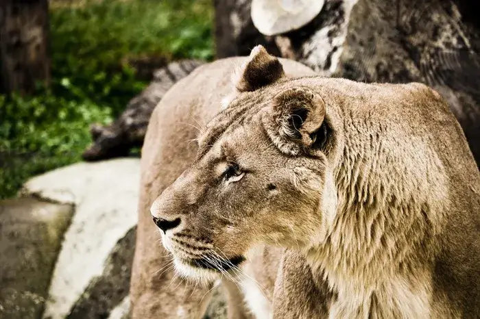 Queen-Elizabeth-National-Park-lioness-LION