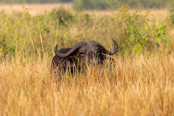 buffalo