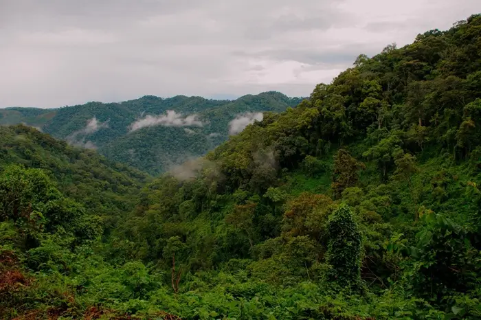 bwindi forest