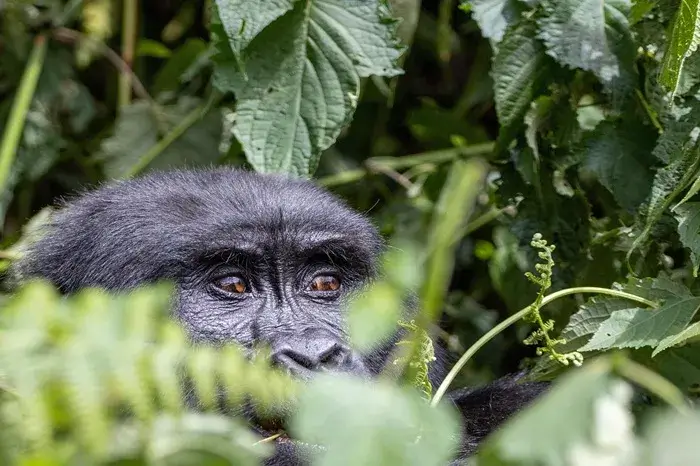 gorilla-in-Rushaga-southern