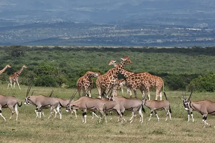 19 Kenya Bush to Beach Honeymoon