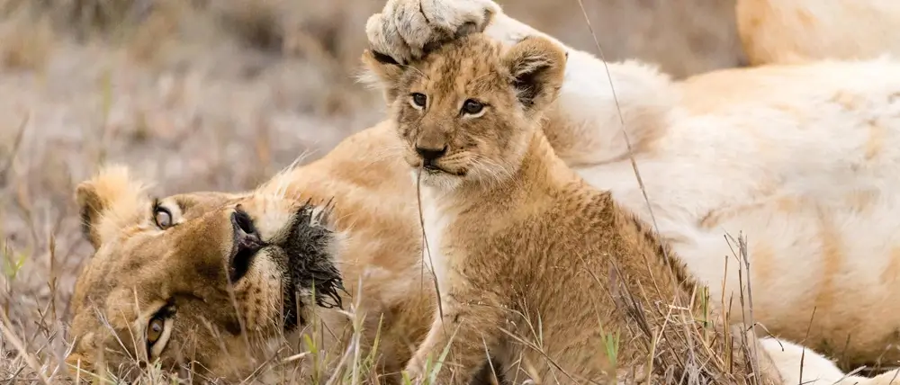 Affordable African safari tour operators