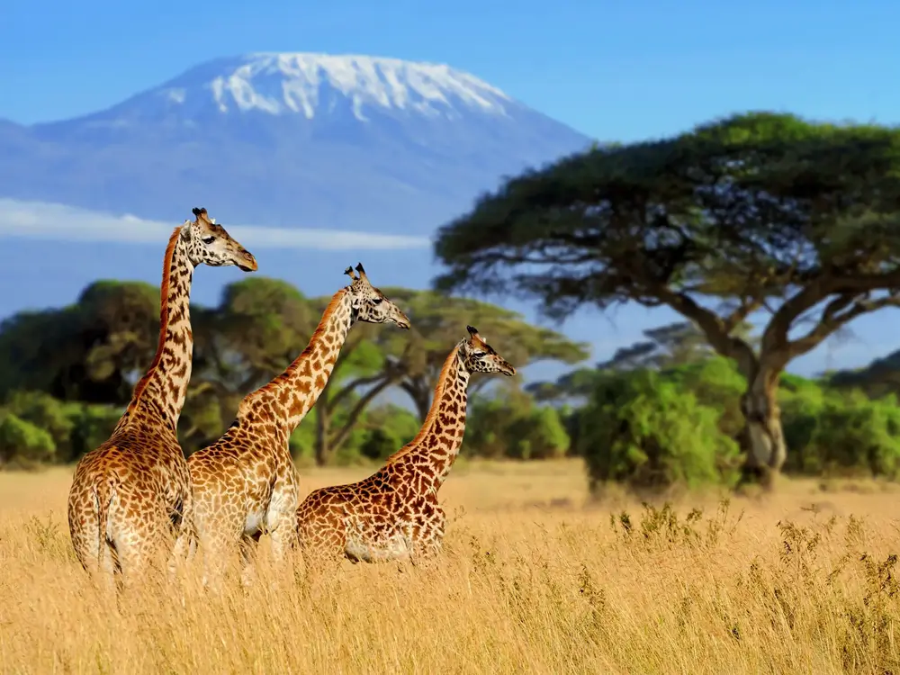 Africa safari and trekking packages