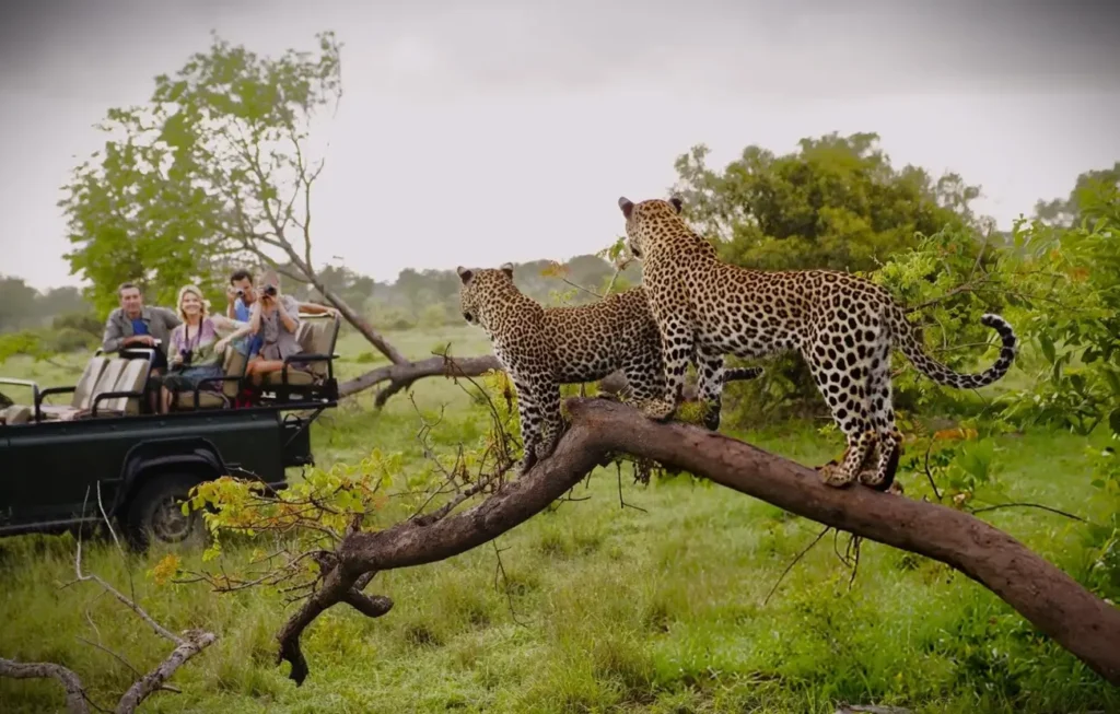 African safari packages