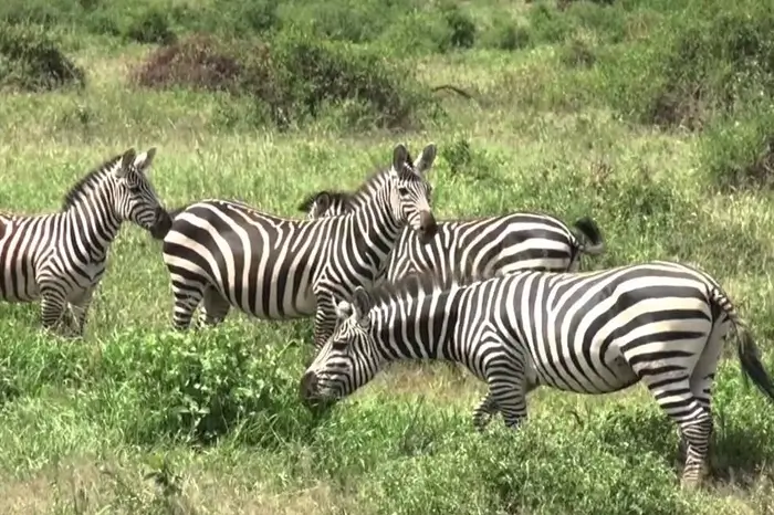 Amboseli National Park