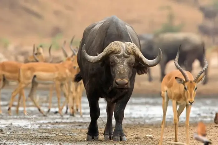 Safari