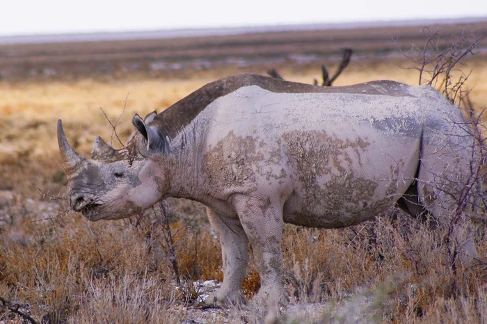 Day 1 - Black rhino in Etosha