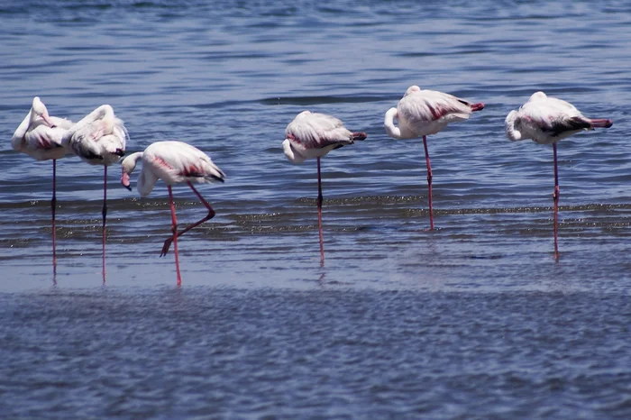 Day 1 - Flamingos at Walvis Bay