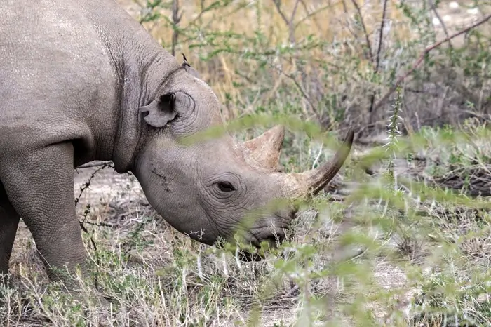 Day 2 - Black rhino in Etosha