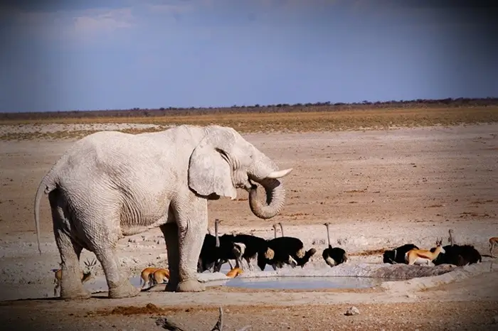 Day 3 - Animals at waterhole in Etosha