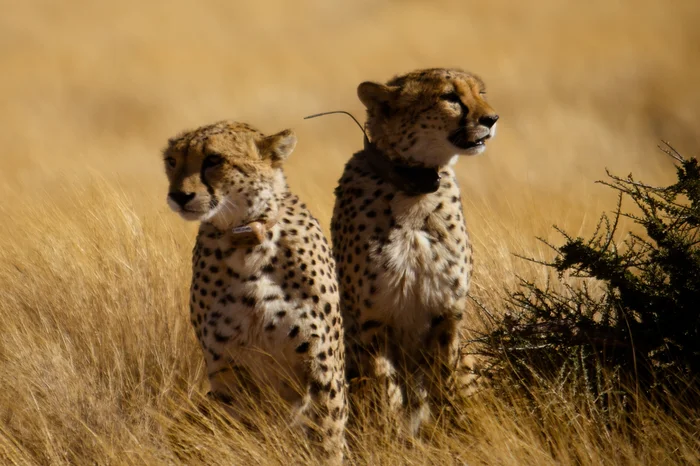 Day 3 - Cheetah at Solitaire