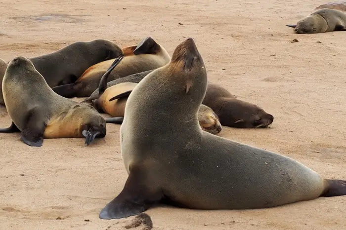 Day 6 - Cape Cross Seal Colony