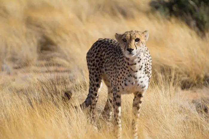 Day 7 - Cheetah at Solitaire