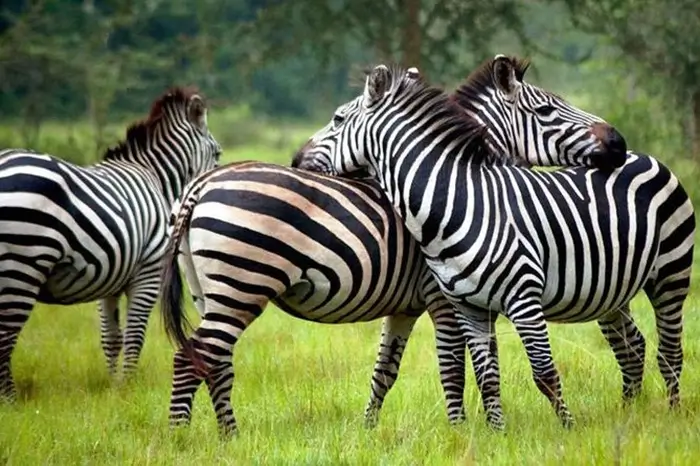View All