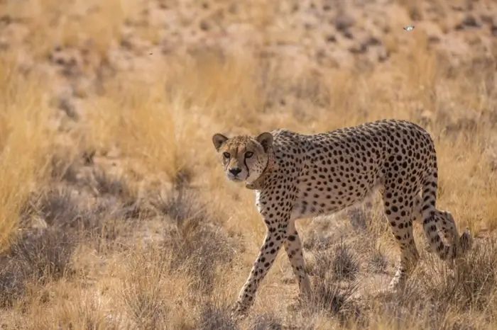 Namibia 6