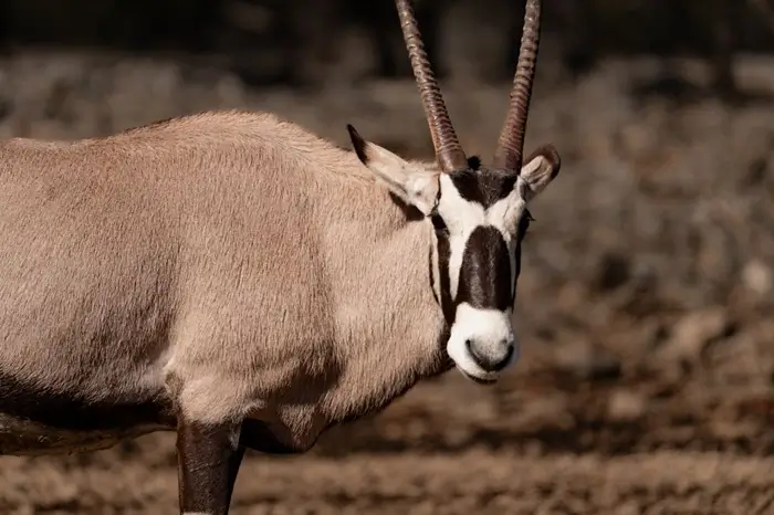 Oryx