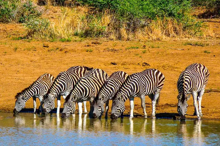 Pilanesberg National Park