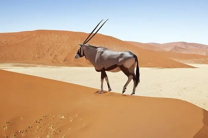 Sossusvlei 1