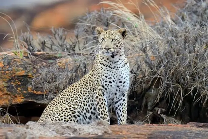 Tsavo East National Park