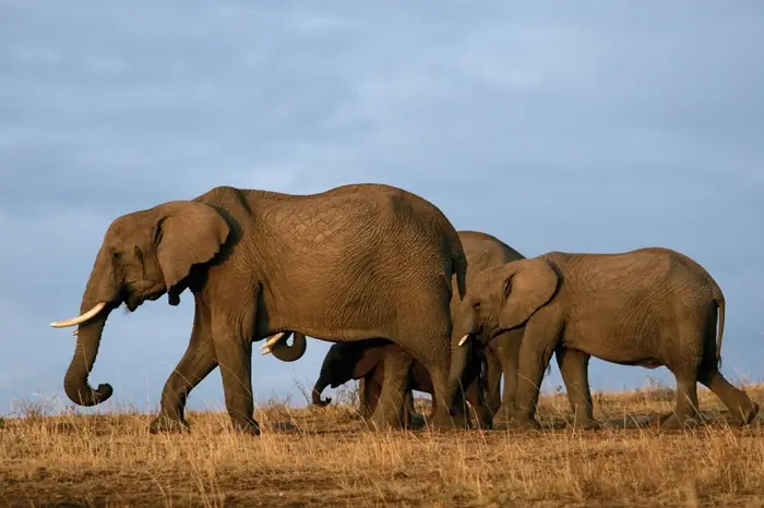 Tsavo West National Park