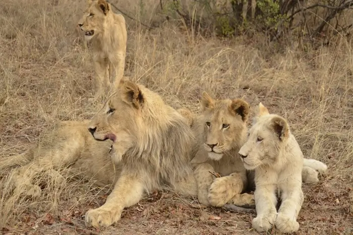 Ukutula Game Reserve