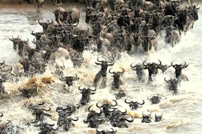 Wildebeest Migration 2