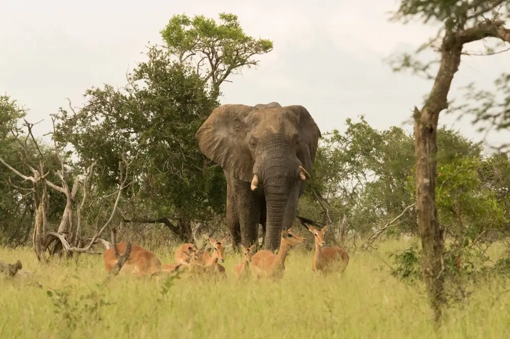 best time of year for an African safari