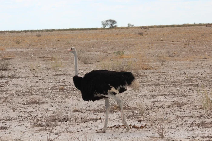 etosha-national-park (12)