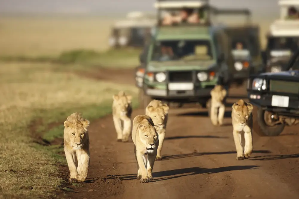 luxury African safari tours